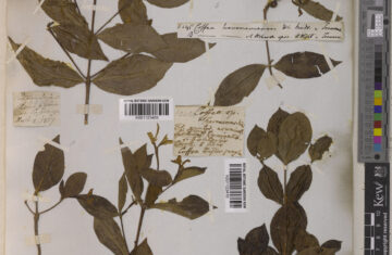 Coffea travancorensis - canopy kaapi