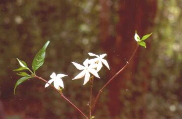 Coffea travancorensis - canopy kaapi