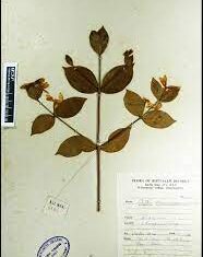 Coffea travancorensis - canopy kaapi