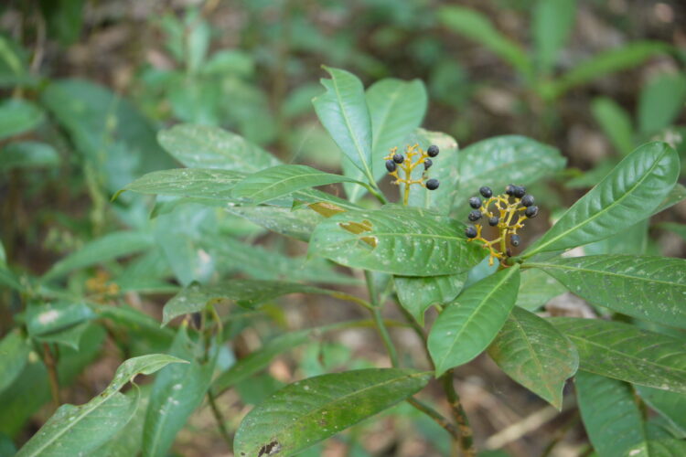 Psychotria flavida - Canopy Kaapi - wildcoffee