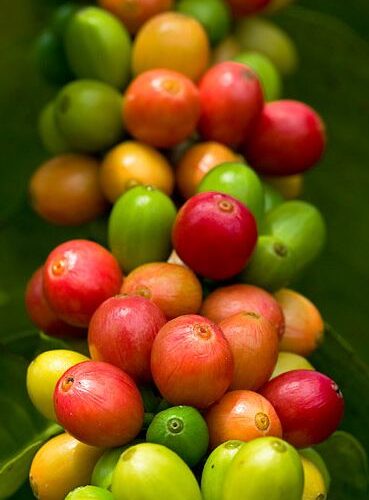 Canopy Kaapi Single origin coffee